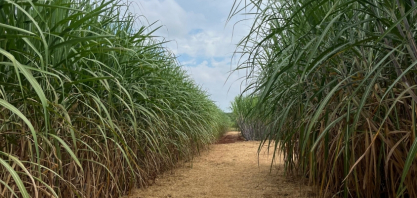 Cana/CTC: produtividade cresce 13% em abril no Centro-Sul, a 83,4 t por hectare
