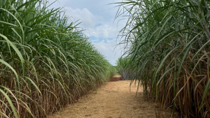 Cana/CTC: produtividade cresce 13% em abril no Centro-Sul, a 83,4 t por hectare