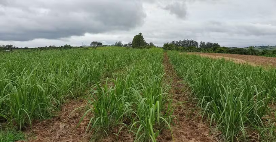 Lavoura de cana-de-açúcar da Destilaria Alto da Cruz de Canguçu (RS); agroindústria é reponsável pela cachaça fabricada mais ao sul do Brasil — Foto: Arquivo pessoal