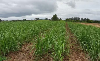 A cana que vem do frio: RS lidera indústria de melaço e ainda se destaca em cachaças