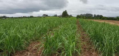 A cana que vem do frio: RS lidera indústria de melaço e ainda se destaca em cachaças