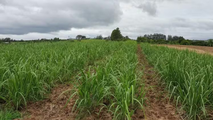 A cana que vem do frio: RS lidera indústria de melaço e ainda se destaca em cachaças
