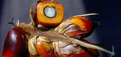 Setor da palma vê espaço no biodiesel, mas descarta novos biocombustíveis