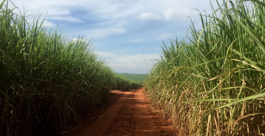 Estudo indica que expansão da produção de etanol de cana-de-açúcar não prejudica segurança alimentar nacional  • . Raízen é uma grande produtora de etanol. REUTERS/Marcelo Teixeira/File Photo