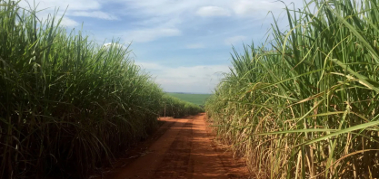 Etanol de cana pode reduzir emissões em 19% até 2030