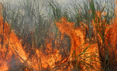 Regulação ambiental pode impulsionar crescimento e agroindustrialização, mostra estudo