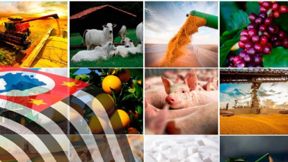 Agro paulista cresce em 2025 com liderança de carnes e café no Valor da Produção Agropecuária