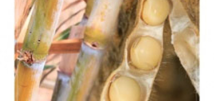Biocombustíveis podem adicionar até R$ 403,2 bilhões ao PIB, reduzir emissões e desmatamento, além de gerar milhares de empregos, indica estudo da FGV