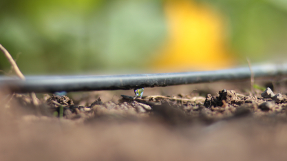 Três fatos sobre a irrigação por gotejamento que fazem diferença no campo