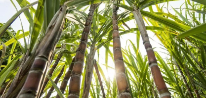 Safra de cana 2026 em SP começa antecipada e usinas ampliam aposta na produção de etanol