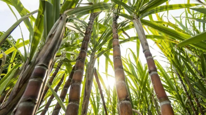 Safra de cana 2026 em SP começa antecipada e usinas ampliam aposta na produção de etanol