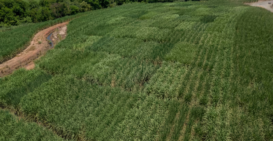 Ometto avalia comprar terras da Radar em vez de capitalizar a Raízen, dizem fontes. Potencial transação faz parte do esforço mais amplo da Cosan para vender ativos e reduzir alavancagem. (Foto: Victor Moriyama/Bloomberg)(Bloomberg/Victor Moriyama)