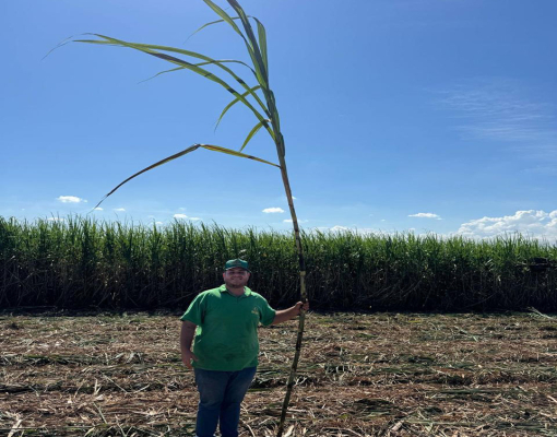 Sarquis Neto apresenta um exemplar da cana produzida pela São Jorge Agronegócios