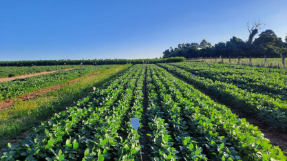 Pesquisa aponta a estruvita como alternativa nacional para fertilizantes fosfatados