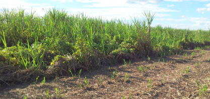 Plantas daninhas: falhas no início do ciclo cobram a conta até a colheita da cana