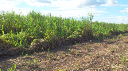 Plantas daninhas: falhas no início do ciclo cobram a conta até a colheita da cana