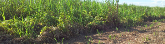 Plantas daninhas: falhas no início do ciclo cobram a conta até a colheita da cana