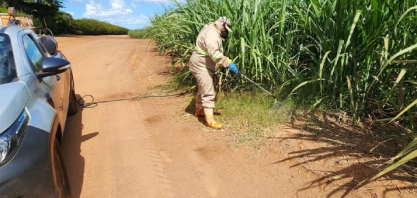 Gramíneas invasoras pressionam produtividade da cana
