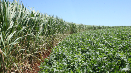 Dívida rural: Comissão do Senado aprova PL de renegociação; veja principais pontos do texto