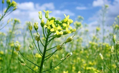 Bayer e bp firmam parceria de produção de camelina para biocombustíveis