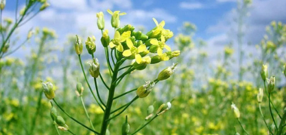 Bayer e bp firmam parceria de produção de camelina para biocombustíveis