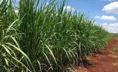 Grande safra de cana levará usinas brasileiras da produção máxima de etanol