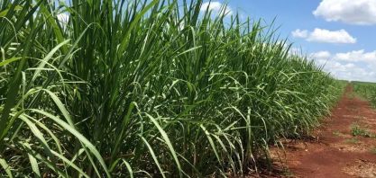 Grande safra de cana levará usinas brasileiras da produção máxima de etanol