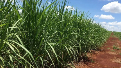 Grande safra de cana levará usinas brasileiras da produção máxima de etanol