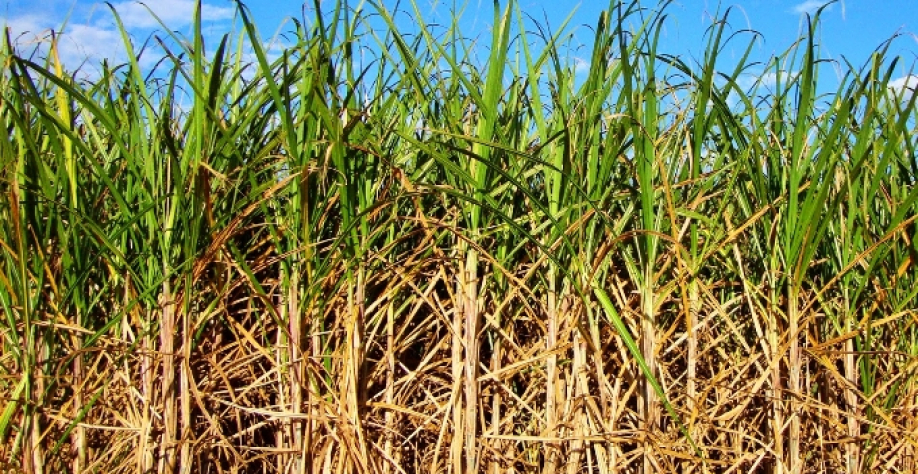 Safra maior de cana deve levar usinas a ampliarem moagem e produção de açúcar no país - Foto: Reprodução