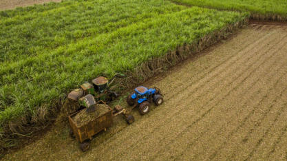 Novo bionematicida da BASF promete eficiência no controle de nematoides
