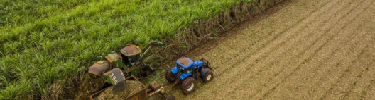 Novo bionematicida da BASF promete eficiência no controle de nematoides