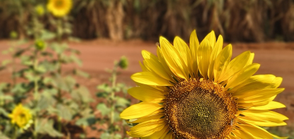 Girassol vira alternativa na reforma de canaviais que recebem herbicidas para o controle da grama-seda