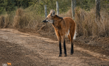Projeto Lobos de Iracema promove o monitoramento biológico do lobo-guará em áreas da Unidade Iracema e arredores em Iracemápolis (SP)
