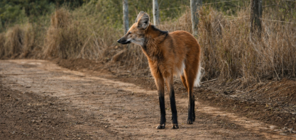 Projeto Lobos de Iracema promove o monitoramento biológico do lobo-guará em áreas da Unidade Iracema e arredores em Iracemápolis (SP)
