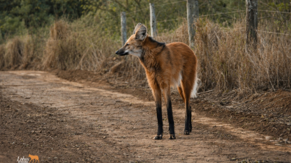 Projeto Lobos de Iracema promove o monitoramento biológico do lobo-guará em áreas da Unidade Iracema e arredores em Iracemápolis (SP)