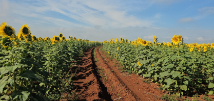 Em três anos, área cultivada com girassol saltou de 200 para 5 mil hectares no Estado de São Paulo