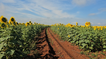 Em três anos, área cultivada com girassol saltou de 200 para 5 mil hectares no Estado de São Paulo