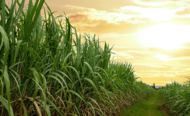 FMC apresenta inovações para cana-de-açúcar durante o Agronegócios Copercana 2026
