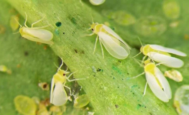 Estudo revela variação de até 77% no preço de biodefensivos no Brasil