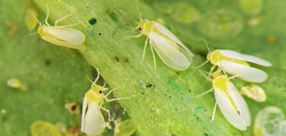 Estudo revela variação de até 77% no preço de biodefensivos no Brasil