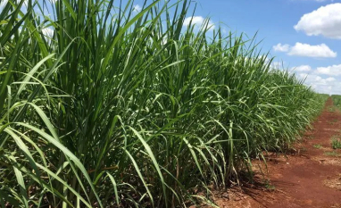 Moagem de cana do Centro-Sul cresce 34% na safra