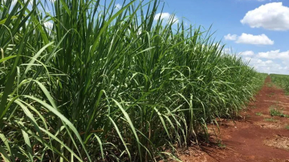Moagem de cana do Centro-Sul cresce 34% na safra