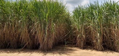 IAC celebra 139 anos com patente para tecnologia que amplia o potencial da cana na produção de biocombustíveis avançados