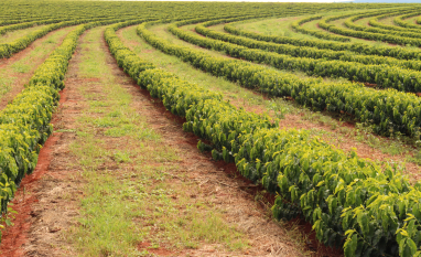 Irrigação eficiente ajuda produtor a preservar água e produzir mais no campo