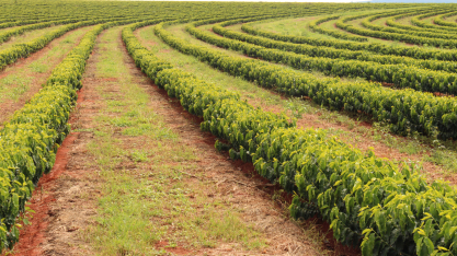 Irrigação eficiente ajuda produtor a preservar água e produzir mais no campo