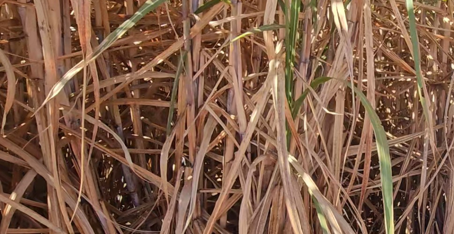 Cresce a necessidade de irrigação nos canaviais no interior paulista. E a fazenda São Vicente investe nessa prática salvadora
