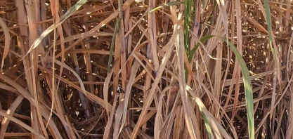 Fazenda São Vicente, propriedade da Humus Agroterra, desenvolve projeto de irrigação para 3000 hectares de cana