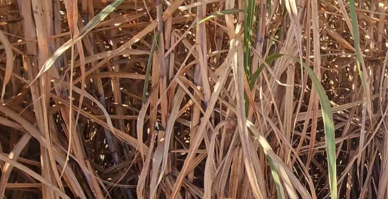 Fazenda S&atilde;o Vicente, propriedade da Humus Agroterra, desenvolve projeto de irriga&ccedil;&atilde;o para 3000 hectares de cana