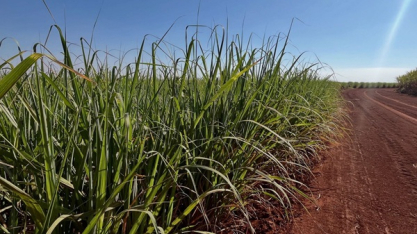 Safra no Norte e Nordeste mantém foco no etanol até abril