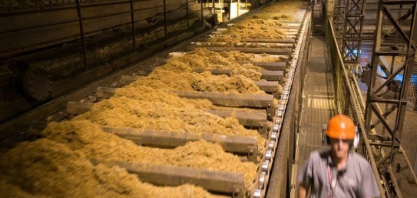 Moagem de Cana Cresce 1,4% no Centro-Sul e Produção de Etanol Dispara na 1ª Quinzena de Maio, Aponta Governo